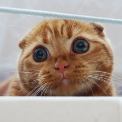 кот