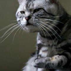 котэ