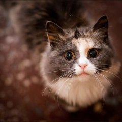 Котик