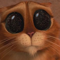 Котик