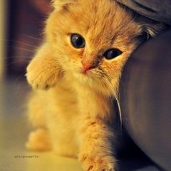 Котя
