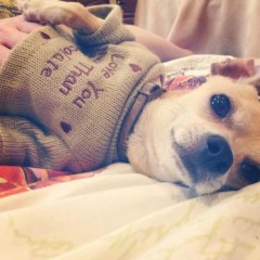 Мимими dog