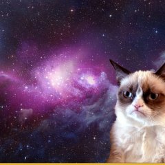 недовольный кот