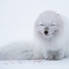 Песец