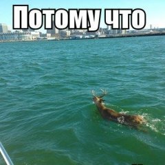 Потому что гладиолус