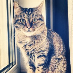Типичный Элькин кот
