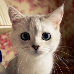 все  котейки  просто прекрасны 