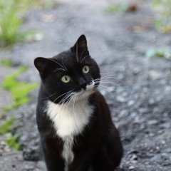 Борзый котейка