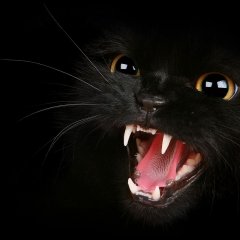 черная кошка