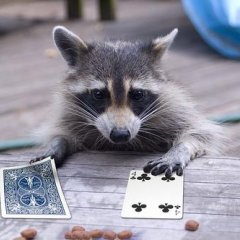  енот играет в карты
