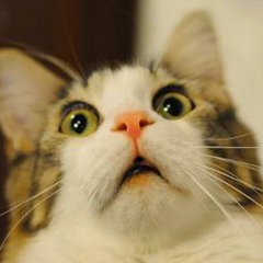   Котэ удивился