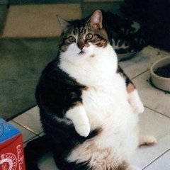 fatcat