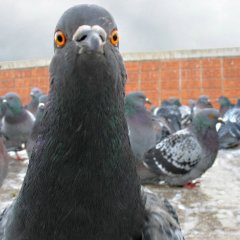 голубь