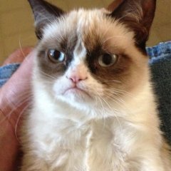 grumpy cat