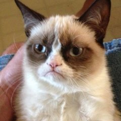 Grumpy cat