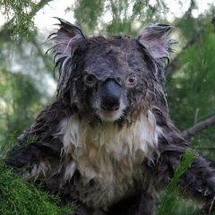 Коала мокрая