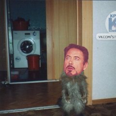 Кот тони старк