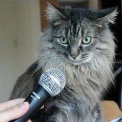 кот