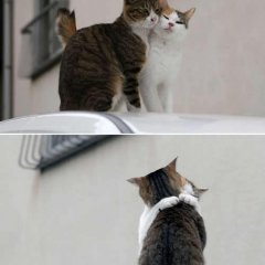 Кот