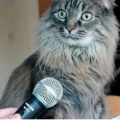 Котэ с микрофоном