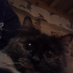 котейка