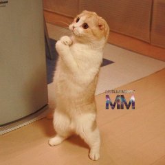 Котик просит ММ