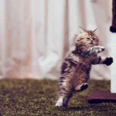Котшик
