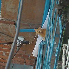 Котяра типа кароч