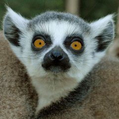 Lemur