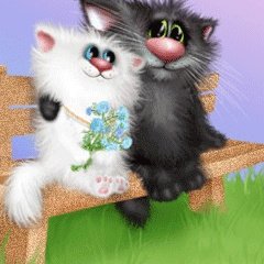 пара котиков
