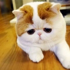 Печальный кот