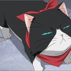 подозрительный кот