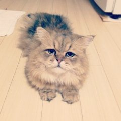 шзгвпры