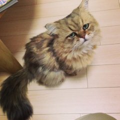 шзгвпры