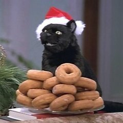 весёлый кот