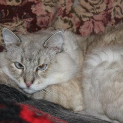 злой котэ