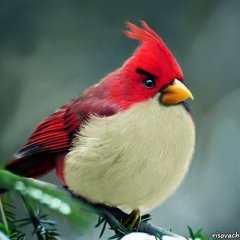 angry birds