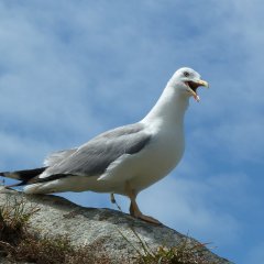 чайка гоп