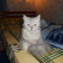 Че делаешь