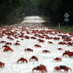 Crabs