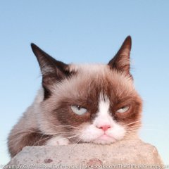 Grumpy Cat расскажи мне