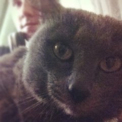 Кот id72507123