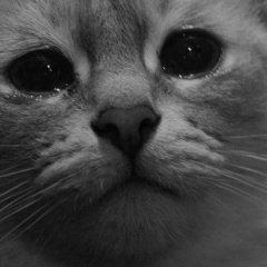  котик