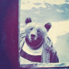 медведь сосед
