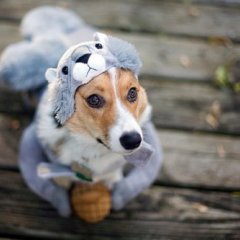 милота