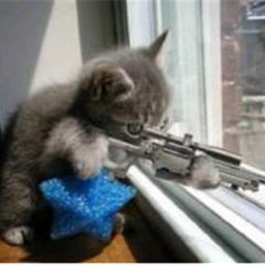 Cat with a gun