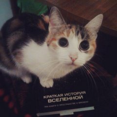 cat