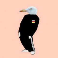 Чайка