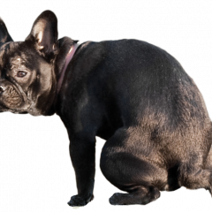doge