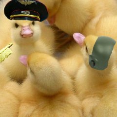 гварды